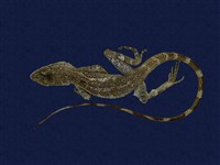 藏品(斯文豪氏攀蜥)的圖片